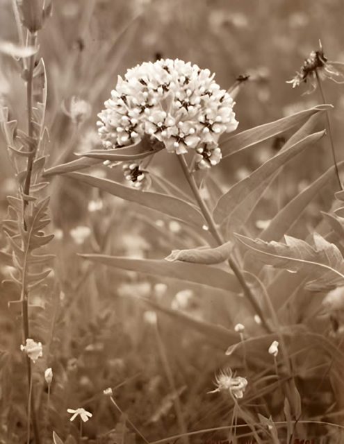 Seed Pod, monochrome print